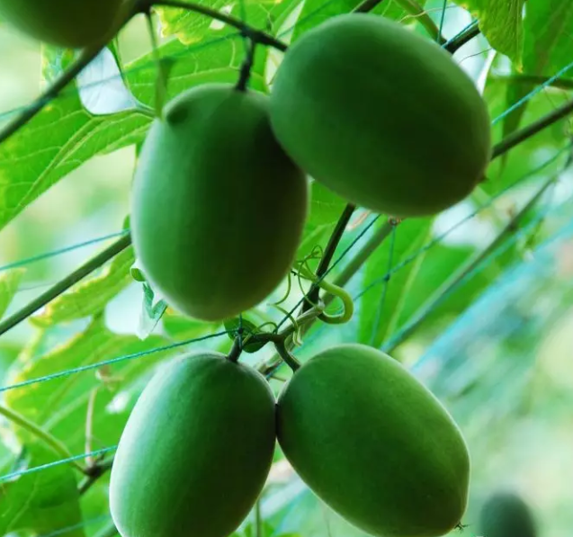 罗汉果种植历史已经有两百多年，广西桂林永福县作为罗汉果产地和发源地，现在已形成了一套完整成熟的种植和加工技术。并且，通过长期的培育和选育，现今的也发展出多个罗汉果品种，其中不乏优良的品种。这些品种的品质或者产量深受罗汉果种植户喜爱。品质提升也使罗汉果越来越…
