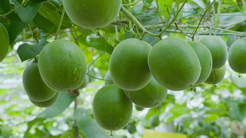 吃甜也能抗衰？这种“神仙果”提取物竟能延缓氧化衰老！