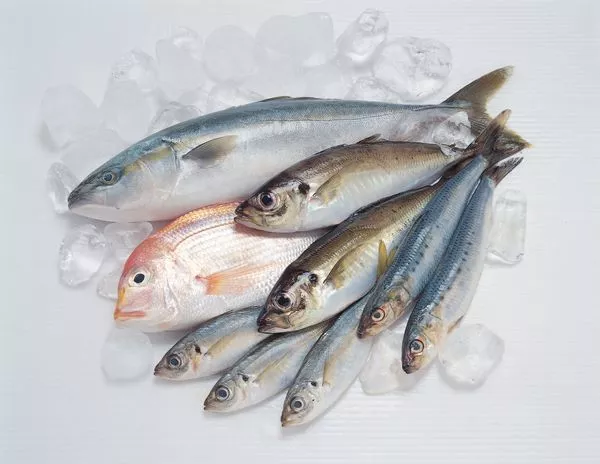 吃鱼对身体有益，已经获得了大多数人的认可。鱼富含Omega-3和Omega-6脂肪酸，有助于改善认知健康，降低心脏疾病风险，降低血压等。然而，一项新的研究表明，鱼中所含的营养物质比人们所知的普通脂肪酸更有益。许多种类的鱼都含有大量的鱼蛋白，被称为小白蛋白（parvalbumin），…