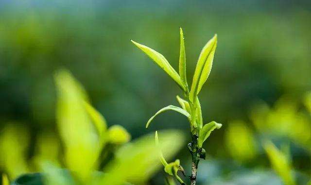 在传统亚洲饮食文化中，绿茶（Camellia sinensis）是一种很健康的茶饮料。绿茶茶叶中含丰富的多酚类和其他具有抗氧化的功能成分。近几年，绿茶在减肥方面的功效备受质疑，部分研究指出绿茶具有产热效果，包括增加脂肪氧化、总体能量消耗，进而有助于降低身体脂肪含量和体重。目…